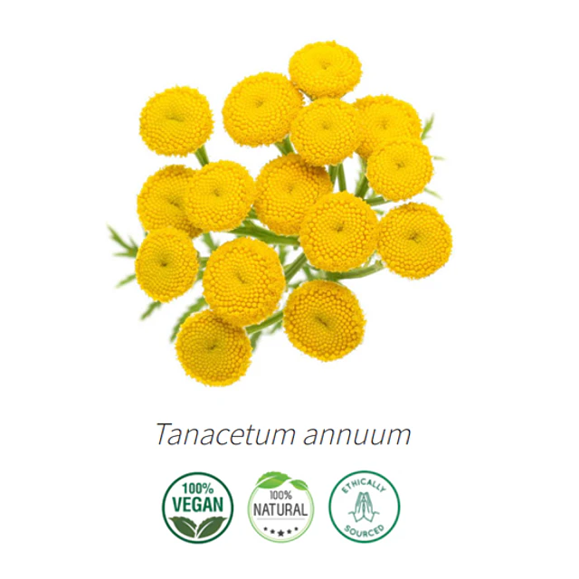 Aceite Tanaceto Azul  (esencial)  INCI: Tanacetum annuum