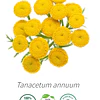 Aceite Tanaceto Azul  (esencial)  INCI: Tanacetum annuum
