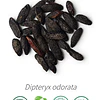 Aceite Haba Tonka (esencial)  INCI: Dipteryx odorata