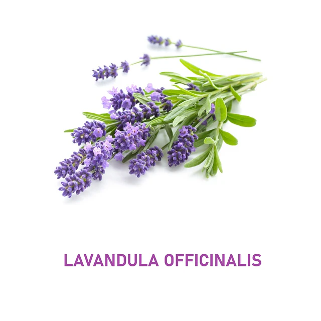 Aceite Lavandula officinalis de Francia (Esencial) NB: Lavandula officinalis
