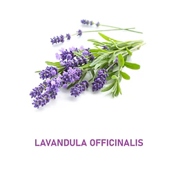 Aceite Lavandula officinalis de España (Esencial) NB: Lavandula officinalis