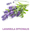 Aceite Lavandula officinalis de España (Esencial) NB: Lavandula officinalis