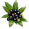 Aceite Bayas de Laurel  (esencial)  NB: Laurus Nobilis