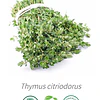Aceite Tomillo limon (Esencial) NB: Thymus citriodorus