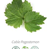 Aceite Pachuli / Patchouli Oscuro  Intenso (nuevo)  de India (Esencial) NB: Cable Pogostemon 