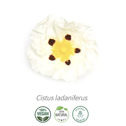 Aceite Jara (Esencial) Inci: Cistus ladaniferus
