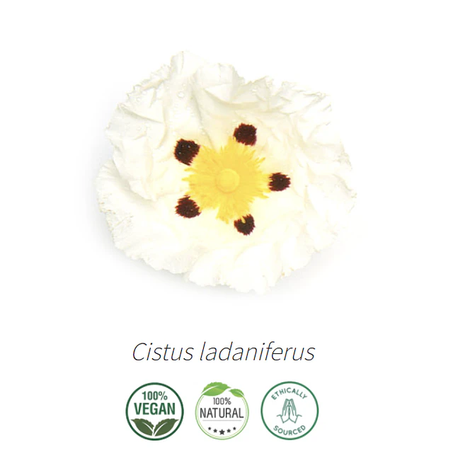 Aceite Jara (Esencial) Inci: Cistus ladaniferus