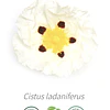 Aceite Jara (Esencial) Inci: Cistus ladaniferus