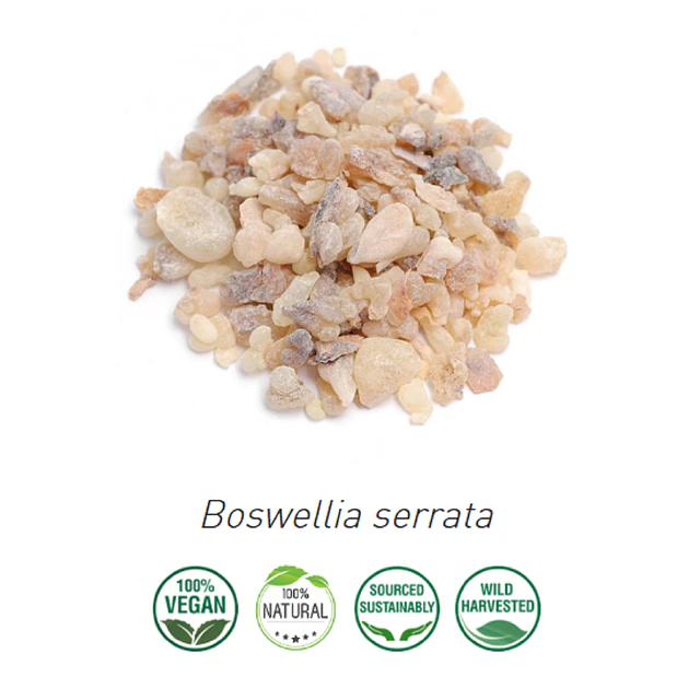Aceite Incienso Serrata  2 / Olibanum Indio (Esencial) (NUEVO PROVEEDOR)  NB: Boswellia Serrata