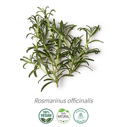 Aceite Romero Cineol (esencial) de Tunez (NUEVO) INCI: Rosmarinus officinalis L. ct cineole