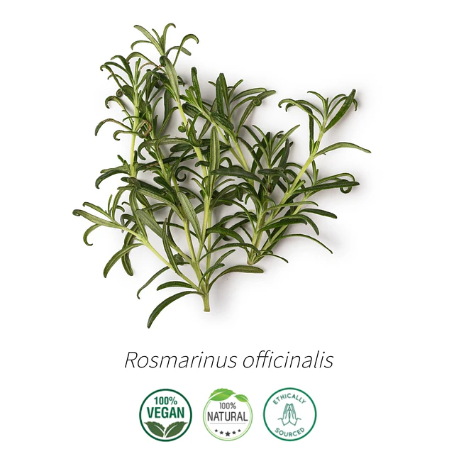 Aceite Romero Cineol (esencial) de Tunez (NUEVO) INCI: Rosmarinus officinalis L. ct cineole