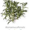 Aceite Romero Cineol (esencial) de Tunez (NUEVO) INCI: Rosmarinus officinalis L. ct cineole