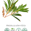 Aceite Árbol de Te 2 (Esencial)  (NUEVO PROVEEDOR) NB: Melaleuca alternifolia 