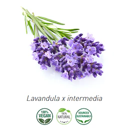 Aceite Lavanda Grosso / Romana (esencial) (Nuevo) de España NB: Lavándula Hibrida