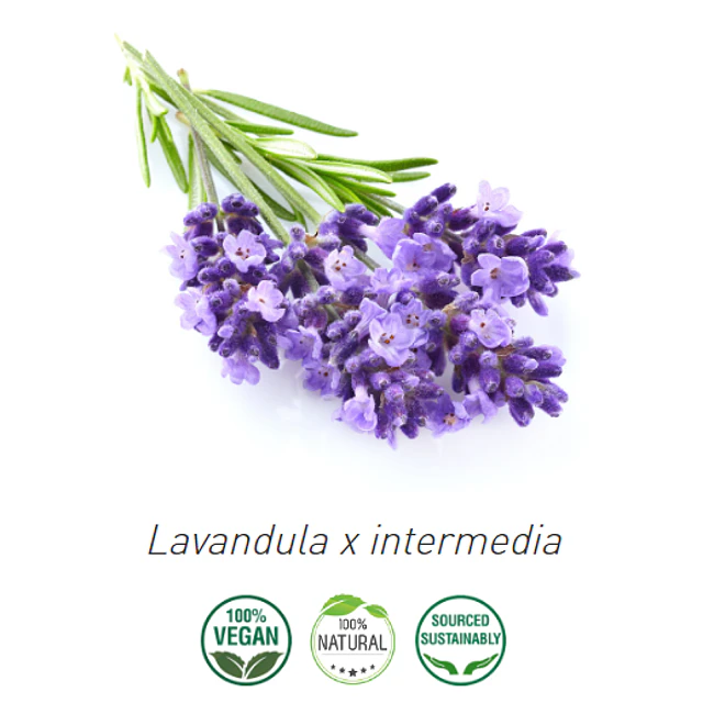 Aceite Lavanda Grosso / Romana (esencial) (Nuevo) de España NB: Lavándula Hibrida