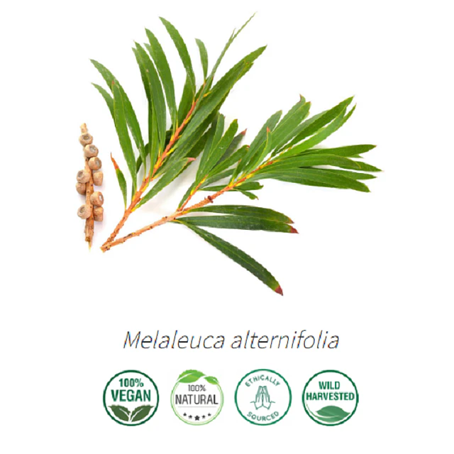 Aceite Árbol de Te 3 (Esencial)  (NUEVO PROVEEDOR) NB: Melaleuca alternifolia