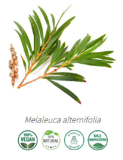 Aceite Árbol de Te 3 (Esencial)  (NUEVO PROVEEDOR) NB: Melaleuca alternifolia