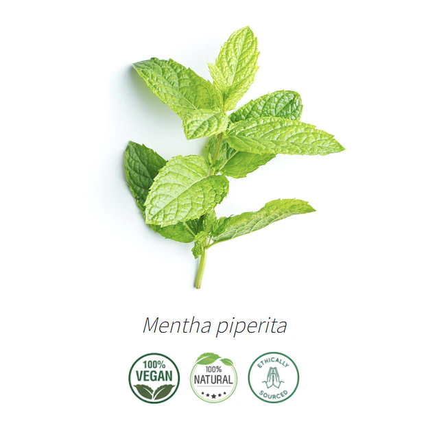 Aceite Menta Piperita (esencial) de India (nuevo) NB: Menhta Piperita