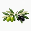 Aceite Oliva (prensado en frio) NB: Olea Europaea Fruit Oil