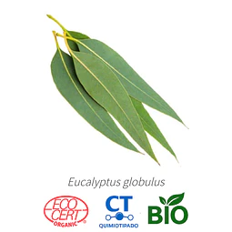 Aceite Eucalipto 80-85 % BIO - CT Cineol (esencial) INCI: Eucalyptus globulus