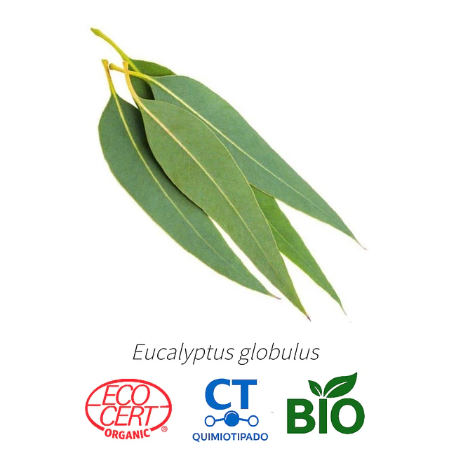 Aceite Eucalipto 80-85 % BIO - CT Cineol (esencial) INCI: Eucalyptus globulus