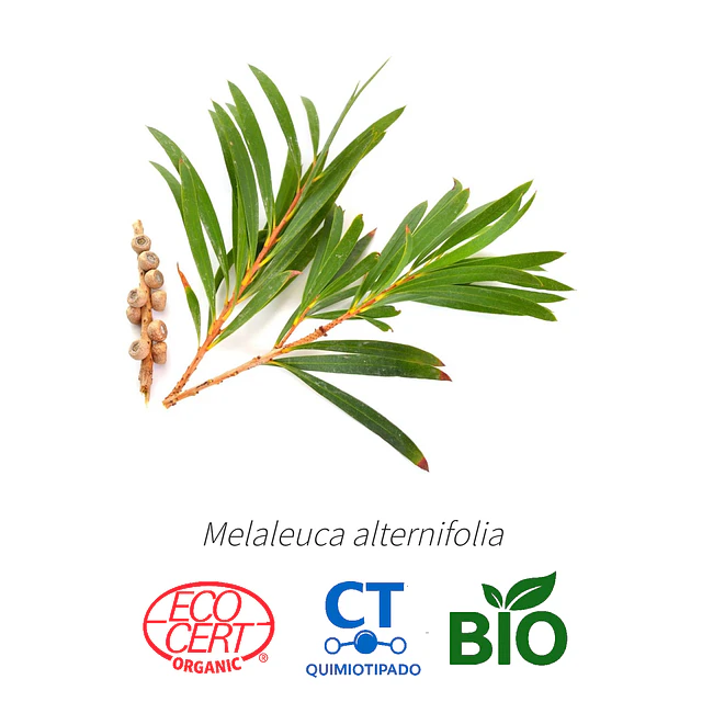 Aceite Arbol de te BIO - CT  INCI: Melaleuca alternifolia 