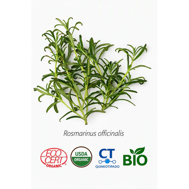 Aceite Romero Cineol BIO - CT Cineol  INCI: Rosmarinus officinalis L.