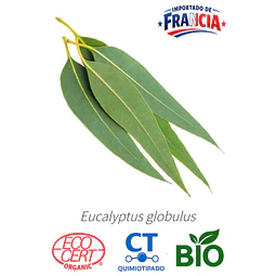 Aceite Eucalipto 80-85 % BIO - CT Cineol (esencial) INCI: Eucalyptus globulus
