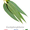 Aceite Eucalipto 80-85 % BIO - CT Cineol (esencial) INCI: Eucalyptus globulus Imp. de Francia