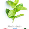 Aceite Menta piperita BIO - CT Menthol INCI: Mentha x piperita L. Imp. de Francia