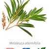 Aceite Arbol de te BIO - CT  INCI: Melaleuca alternifolia Imp. de Francia