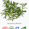 Aceite Romero Cineol BIO - CT Cineol 1.8  INCI: Rosmarinus officinalis L. Imp. de Francia