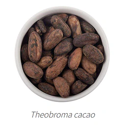 Aceite Cacao NB: Teobroma cacao Importado de Perú