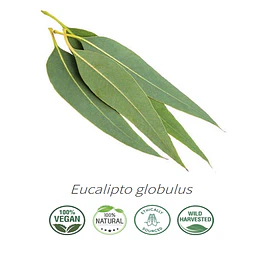 Aceite Eucalipto para sauna 1 litro  (esencial) NB: Eucalyptus globulus