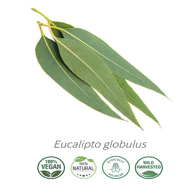Aceite Eucalipto para sauna 1 litro  (esencial) NB: Eucalyptus globulus