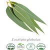 Aceite Eucalipto para sauna 1 litro  (esencial) NB: Eucalyptus globulus