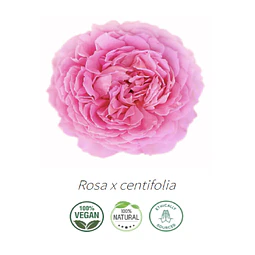 Aceite Rosa Centifolia / Rosa de Mayo / Rosa de provenza 5%  (absoluto)