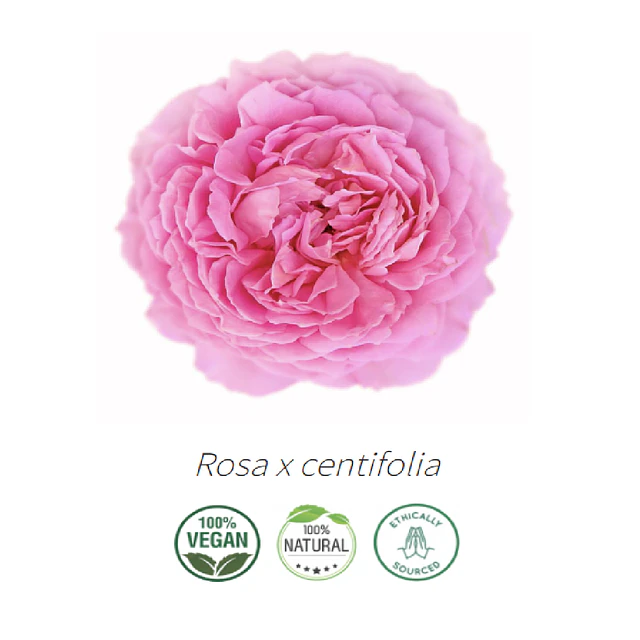 Aceite Rosa Centifolia / Rosa de Mayo / Rosa de provenza 5%  (absoluto)