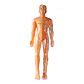 MODELO HUMANO - Miniatura 2
