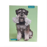 Cuaderno universitario 7mm 100hj tapa dura animales adorables proarte -m3-10-60