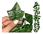 Enredadera 1 Paquete X 1und De 240 Cm Hoja Mata Flor Oferta  - Miniatura 2