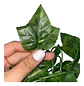 Enredadera 1 Paquete X 1und De 240 Cm Hoja Mata Flor Oferta  - Miniatura 3