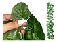 Enredadera 1 Paquete X 1und De 240 Cm Hoja Mata Flor Oferta  - Miniatura 5