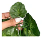 Enredadera 1 Paquete X 1und De 240 Cm Hoja Mata Flor Oferta  - Miniatura 6