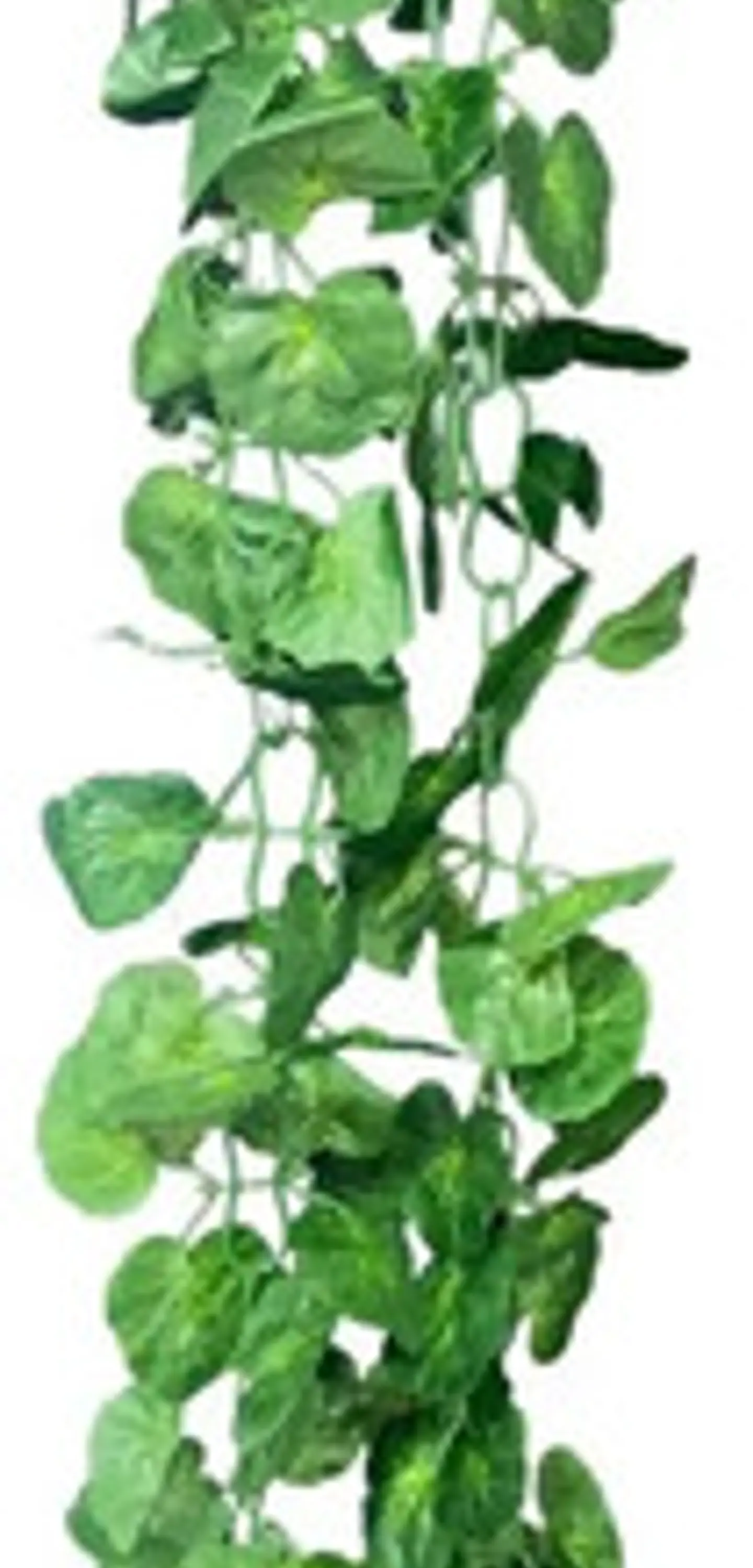 Enredadera 1 Paquete X 1und De 240 Cm Hoja Mata Flor Oferta  7