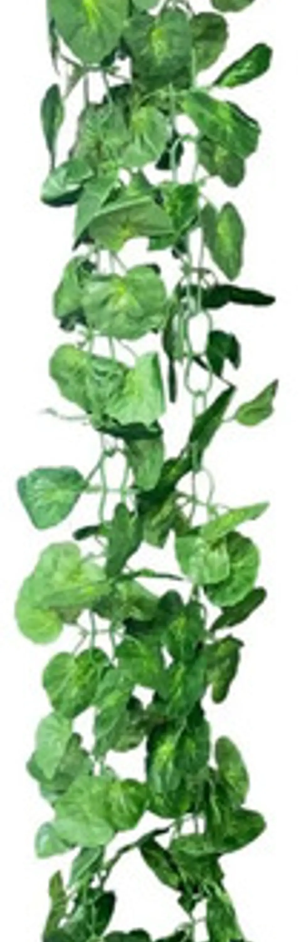 Enredadera 1 Paquete X 1und De 240 Cm Hoja Mata Flor Oferta  7