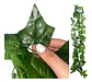 Enredadera 1 Paquete X 1und De 240 Cm Hoja Mata Flor Oferta  - Miniatura 8