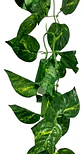 Enredadera Paquete X 2und De 240 Cm Hoja Mata Flor Gota - Miniatura 2