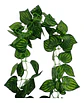 Enredadera Paquete X 2und De 240 Cm Hoja Mata Flor Gota - Miniatura 3
