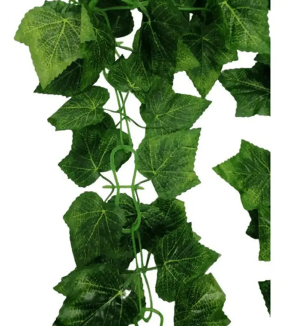 Enredadera Paquete X 2und De 240 Cm Hoja Mata Flor Uva 1
